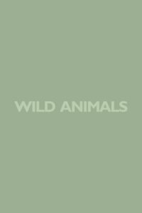 Wild Animals